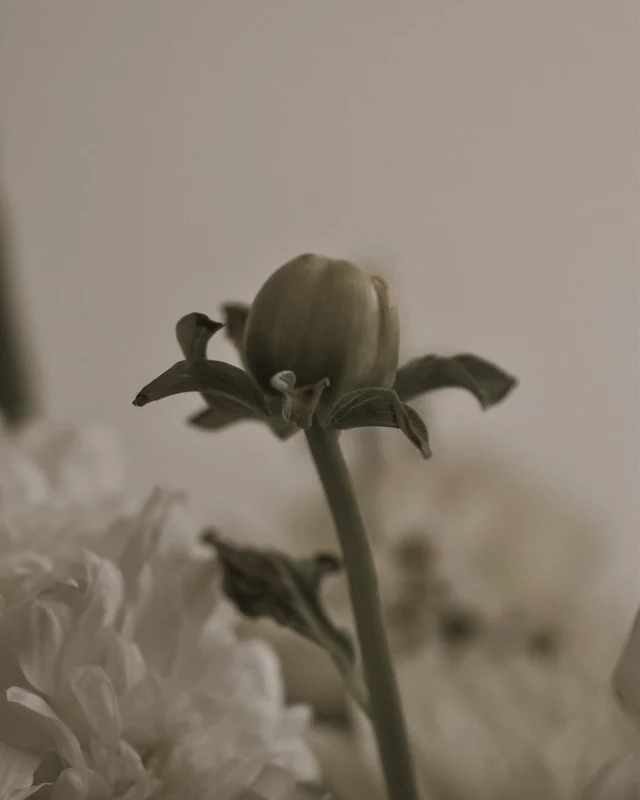 Imagem floral